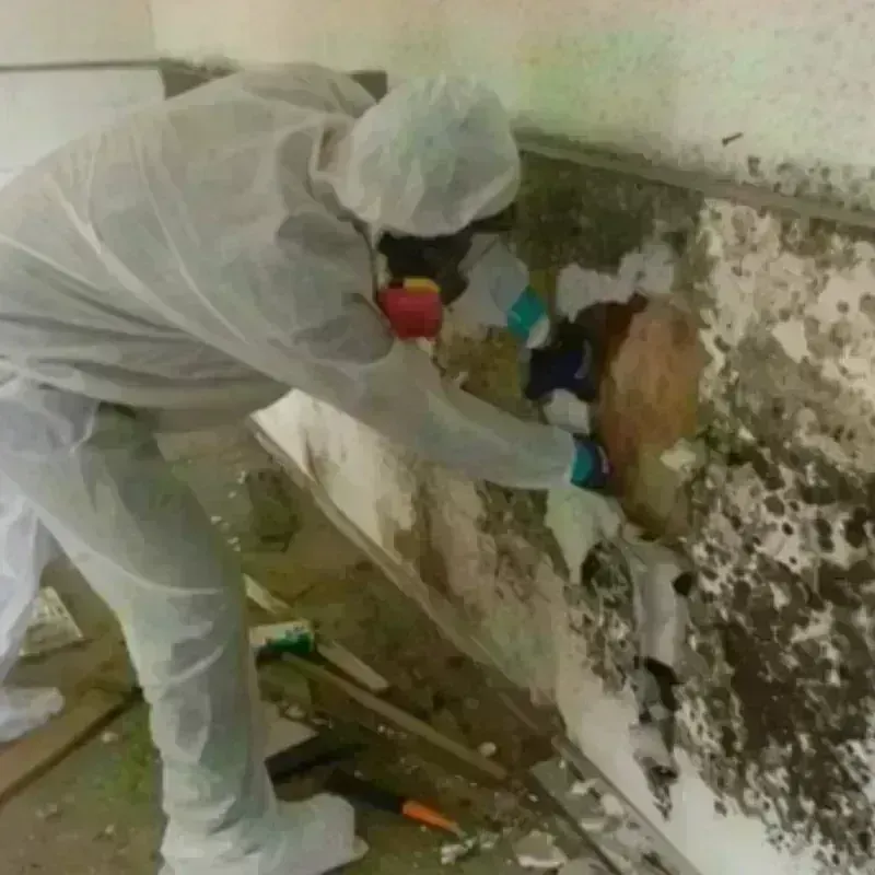 Mold Remediation and Removal in Rosharon, TX